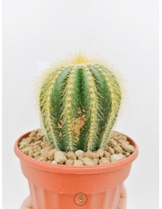Senecio