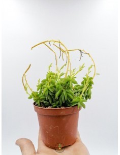 Teprhocactus
