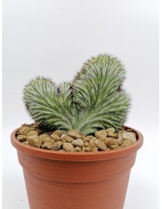 Titanopsis