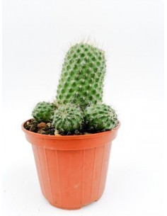 Albuca