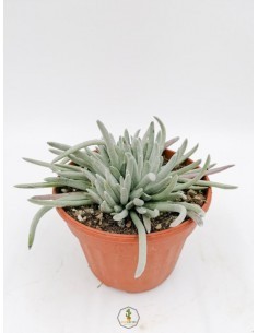 Echinofossulocactus