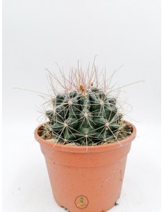 Graptopetalum