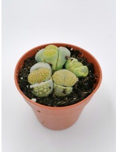 Lithops