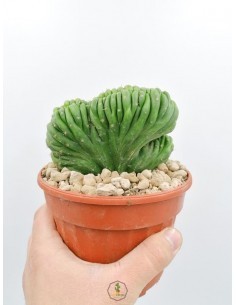 Polaskia