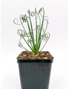 Aloe