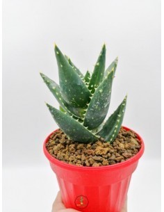 Astrophytum